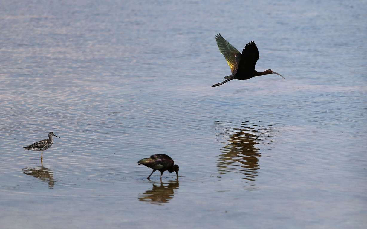 A white-faced ibis through the Bear River Watershed Conservation Area on June 28, 2016. The section of the Great Salt Lake by the conservation area is the world's largest breeding area for the species. (Photo: Kristin Murphy, Deseret News)